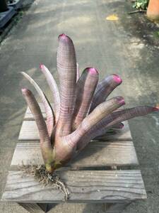 ネオレゲリア・スペクタビリス ★ Neoregelia Spectabilis