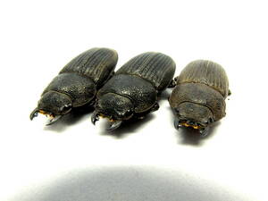 プラティオドンネブトクワガタ 新成虫 x３♀ （モロタイ島産）_２ ネブト ネブトクワガタ　