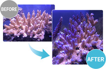カミハタ RioCOB LED シャローブルー 2個セット (1個5,200円）海水魚 サンゴ LEDスポット照明　管理60_画像9