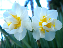 大5球 650円 チャッフルネス 水仙 白×イエロー 八重咲き 房咲き 芳香性　花期は終わりました。_画像1