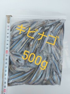 釣り餌冷凍キビナゴ500g ！！！