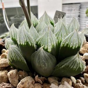 多肉植物 ハオルチア 自宅実生オブツーサ237番カキコ 5cm鉢