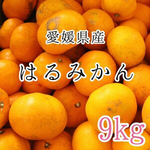 17はるみかん 9kg 1999円 愛媛県産 訳あり家庭用 柑橘