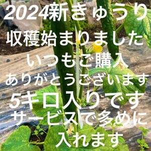 冬の新きゅうり販売初めました。数量限定！B品グレードアップ！5キロ！新鮮野菜です。セール、特価品です。よろしくお願いいたします。