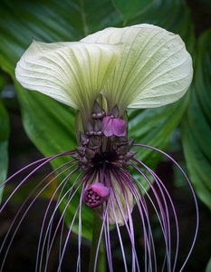 タッカの種 インテグリフォリア（Tacca Integrifolia） シャントリエリ（Tacca chantrieri） 合計20粒