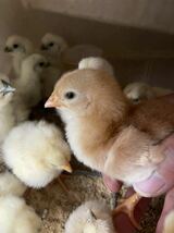 ボリスブラウン　有精卵２３個　食用　有精卵　種卵　卵　ボリスブラウン　ニワトリ　鶏_画像1