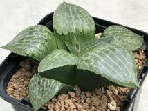 多肉植物 ハオルシア 水晶コンプト101×裏般若 伊藤実生 _画像2