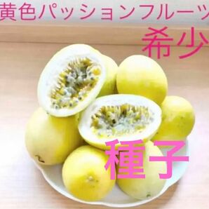 黄色パッションフルーツの種子25粒　沖縄産