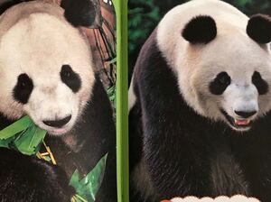 リーリーとシンシン掲載　東京マップ　バックナンバー　上野動物園　パンダ