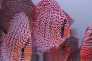 47[matsuyosi world ] Royal ring Leopard discus approximately 8~10cm(1 pcs )