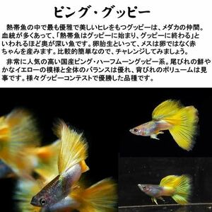 【マツヨシワールド】ピング・グッピー ※ペア販売 ■サイズ：アダルト (2ペア)[生体] 観賞魚（死着保証あり）