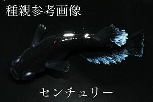 【80】現物出品！センチュリー　若魚 1ペア 　　　無限めだか様直系　　21-05