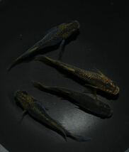 【80】クラミツハ乱Da　ヒカリ体型　若魚　2ペア　少し体型が短いです。　　6-12_画像8