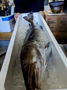 ★お家でご馳走・越後・佐渡産の真鱈♂1本70センチ・4.6キロ！身は昆布〆や蒸し物、鍋、ムニエルに。白子は天婦羅、ポン酢でどうぞ！