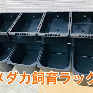 メダカ飼育ラック【ブラック】