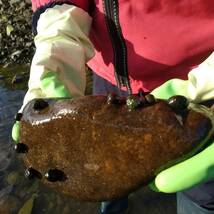 石巻貝 100個 イシマキガイ メダカ 金魚 熱帯魚 水槽 苔取り要員 掃除屋 水質浄化 アクアリウム こけとり_画像6