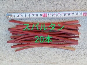 ブルーベリー　穂木　挿木　接木　ハイブッシュ系　　スパルタン　20本