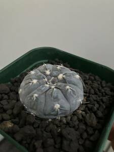 Gymnocalycium berchtii ギムノカリキウム　ベルクティー サボテン