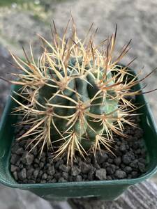 Pyrrhocactus strausianus Eriosyce strausianus コウ熊丸 エリオシケ ピロカクタス サボテン 2-18