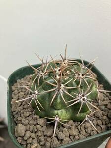 Gymnocalycium horridispinum ギムノカリキウム　ホルデススピナ　鐘鬼丸 恐竜丸サボテン　2-25