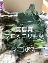 無農薬、ブロッコリーの葉　ブロッコリーの葉っぱ　葉　菜　野菜_画像1