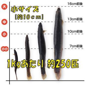 ◇【活どじょう】小1kg(約10cm・平均250匹)　泥鰌・食用・活き餌・釣り餌・生餌・熱帯魚・古代魚のエサにはドジョウ☆えさ・川魚・淡水魚