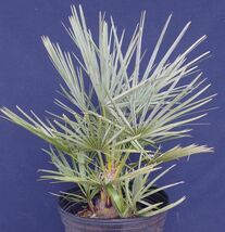 チャメロプス　フミリス　セリフェラ　B Chamaerops humilis var. cerifera_画像3