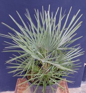 チャメロプス　フミリス　セリフェラ　B Chamaerops humilis var. cerifera