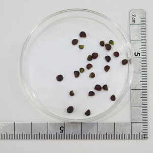 【種子10粒】原種ネリネ・フミリス（Nerine Humilis）　2024年2月16日採種　A