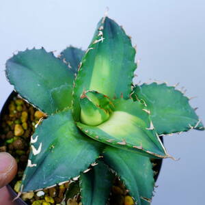 Agave titanota 'Solar Eclipse' アガベ　チタノタ　ソーラーエクリプス　Satoshi's Nursery bromeplants