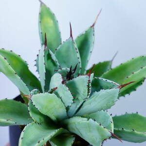 Agave potatorum 'Cubic' アガベ　ポタトラム キュービック　Satoshi's Nursery bromeplants