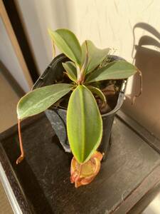 Nepenthes attenboroughii (Mt. Victoria, Palawan)食虫植物 ネペンテス ウツボカズラ1