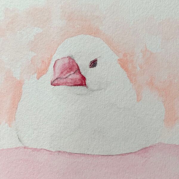 白文鳥 水彩画 イラスト