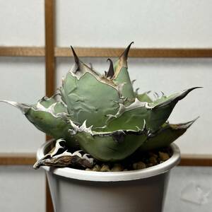 台湾株】希少 Shark Agave titanota 鮫厳龍 アガベ チタノタ Blue Skin 青葉 陽炎 狂刺多肉植物 親株 珍奇植物 龍舌蘭 リュウゼツラン