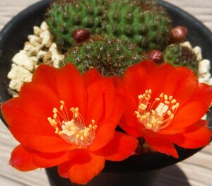 【種子を出品】◆　レブチア マンディンガエンシス HJ421 Rebutia mandingaensis 10粒/サボテン/艶グリーンの美種