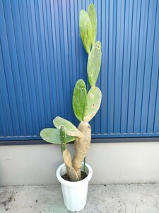 【現品】 ウチワサボテン バーバンク 木質化 　 団扇 多肉植物　サボテン