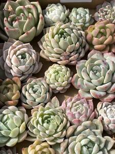 33株　Q428株 多肉植物 エケベリア属　Echeveria DC 　ベンケイソウ科　交雑種類　超美苗 サボテン 観葉植物 花 レア種33株セット