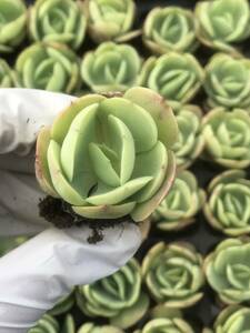 105株 R590-7多肉植物 エケベリア ピーチ 超美苗 サボテン 観葉植物 花 園芸　レア種 土と根付きで