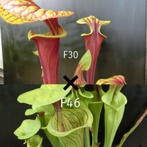 食虫植物　サラセニア オリジナル交配 MK F30×F46♂ 株分け苗　1鉢_画像5