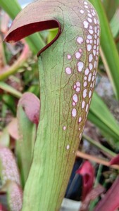 食虫植物　サラセニア ミノール var. okefenokeensis　MK M16 株分け苗　1鉢