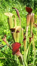 食虫植物　サラセニア アラタ var. nigropurpurea MK A28 株分け苗　1鉢_画像3