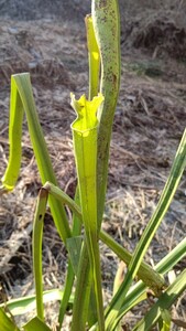 食虫植物　サラセニア ハイブリット MK H50 株分け苗　1鉢