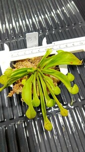 食虫植物　サラセニア プシタシナ MK PS3 株分け苗　1鉢