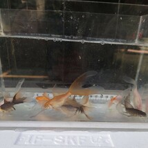 金曜日発送（16日）【宮城鉄魚飼育研究会】色物鉄魚10匹セット⑤青、赤、白、ぶち、錆、サラサ　8〜9センチくらい_画像8