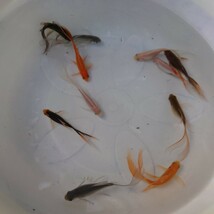 金曜日発送（16日）【宮城鉄魚飼育研究会】色物鉄魚10匹セット⑤青、赤、白、ぶち、錆、サラサ　8〜9センチくらい_画像1