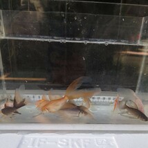 金曜日発送（16日）【宮城鉄魚飼育研究会】色物鉄魚10匹セット⑤青、赤、白、ぶち、錆、サラサ　8〜9センチくらい_画像9