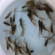 金曜日発送（23日）【宮城鉄魚飼育研究会】鉄魚10匹セット（水槽の中からランダム）10センチ前後　青鉄魚、黒鉄魚の子供_画像1