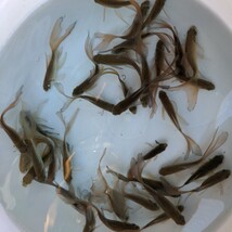 金曜日発送（23日）【宮城鉄魚飼育研究会】鉄魚10匹セット（水槽の中からランダム）10センチ前後　青鉄魚、黒鉄魚の子供_画像5