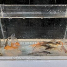 金曜日発送（23日）【宮城鉄魚飼育研究会】色物鉄魚10匹セット④青、赤、白、ぶち、錆、サラサ　8〜9センチくらい_画像8