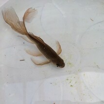 金曜日発送（8日）【宮城鉄魚飼育研究会】錆鉄魚（中）③極上羽衣　15センチくらい_画像3